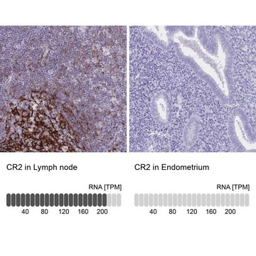 Anti-CR2 antibody produced in rabbit Prestige Antibodies® Powered by Atlas Antibodies, affinity isolated antibody, buffered aqueous glycerol solution