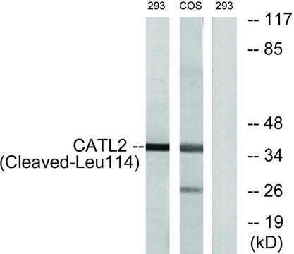 Anti-CATL2 (Cleaved-Leu114) antibody produced in rabbit affinity isolated antibody