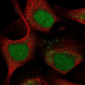 Anti-LMO4 antibody produced in rabbit Prestige Antibodies&#174; Powered by Atlas Antibodies, affinity isolated antibody