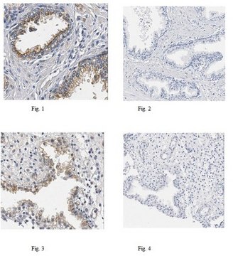 抗-SLC5A3抗体 from rabbit, purified by affinity chromatography