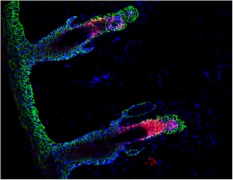 Anti-LHX2 Antibody serum, from rabbit