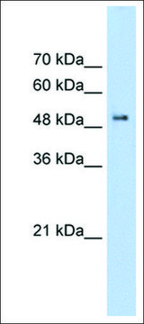 Anti-PACSIN1 antibody produced in rabbit IgG fraction of antiserum