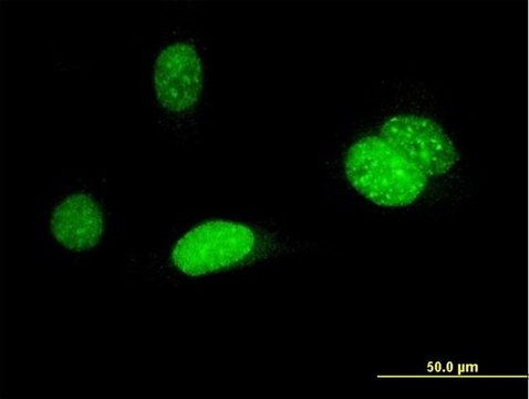 Monoclonal Anti-AURKB antibody produced in mouse clone 6H7, purified immunoglobulin, buffered aqueous solution