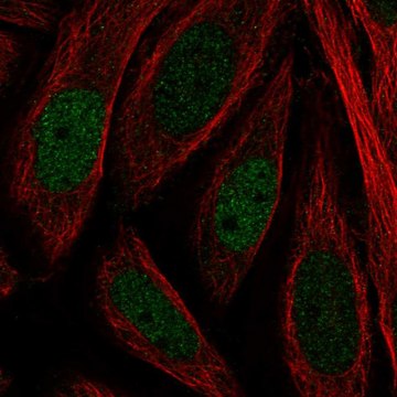 Anti-Kdm4B Antibody Produced In Rabbit Prestige Antibodies&#174; Powered by Atlas Antibodies, affinity isolated antibody, buffered aqueous glycerol solution