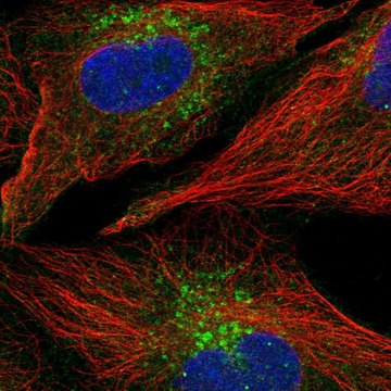 Anti-Wdfy1 Antibody Produced In Rabbit Prestige Antibodies&#174; Powered by Atlas Antibodies, affinity isolated antibody, buffered aqueous glycerol solution