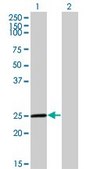 Monoclonal Anti-TWIST1, (C-terminal) antibody produced in mouse clone 2F8, purified immunoglobulin, buffered aqueous solution
