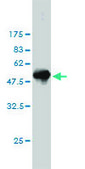 Monoclonal Anti-COASY antibody produced in mouse clone 1H6, purified immunoglobulin, buffered aqueous solution