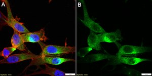 Anti-BASP1/NAP-22 Antibody, clone 2C11 ZooMAb® Rabbit Monoclonal recombinant, expressed in HEK 293 cells
