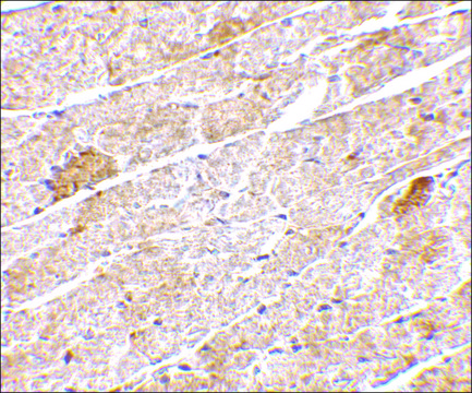 Anti-Neuritin antibody produced in rabbit affinity isolated antibody, buffered aqueous solution