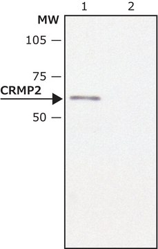 Anti-CRMP2 兔抗 ~1.0&#160;mg/mL, affinity isolated antibody, buffered aqueous solution