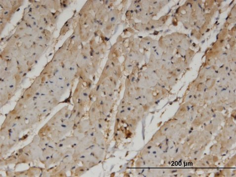 Monoclonal Anti-PANK4, (C-terminal) antibody produced in mouse clone 4F10, purified immunoglobulin, buffered aqueous solution