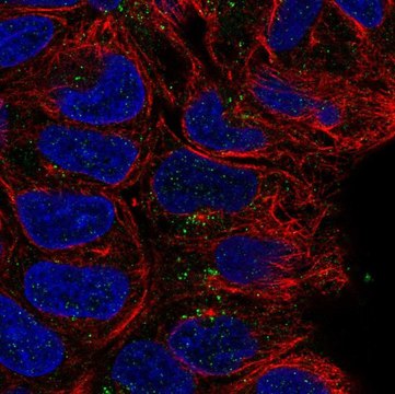 Anti-CD24 antibody produced in rabbit Prestige Antibodies&#174; Powered by Atlas Antibodies, affinity isolated antibody