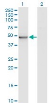 Monoclonal Anti-ZMYND10 antibody produced in mouse clone 3A6, purified immunoglobulin, buffered aqueous solution