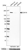 Anti-ZC3H18 antibody produced in rabbit Prestige Antibodies® Powered by Atlas Antibodies, affinity isolated antibody, buffered aqueous glycerol solution