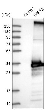 Anti-IMPA2 antibody produced in rabbit Prestige Antibodies&#174; Powered by Atlas Antibodies, affinity isolated antibody, buffered aqueous glycerol solution