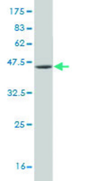 Monoclonal Anti-USP9Y antibody produced in mouse clone 2D3, purified immunoglobulin, buffered aqueous solution