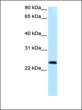 Anti-EGLN3 antibody produced in rabbit affinity isolated antibody