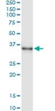 Monoclonal Anti-MSX1 antibody produced in mouse clone 2B12, purified immunoglobulin, buffered aqueous solution