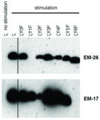 Monoclonal Anti-CD3 zeta (PhosphoTyr72) antibody produced in mouse clone EM-26