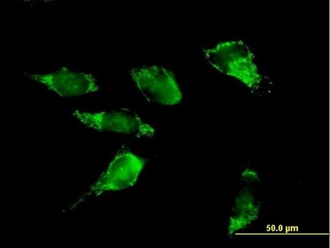 Anti-PDHA2 antibody produced in mouse IgG fraction of antiserum, buffered aqueous solution