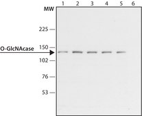 Anti-O-GlcNAcase (OGA) antibody produced in rabbit ~1.5 mg/mL, affinity isolated antibody
