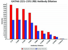 Anti-GATA6 (221-235) antibody produced in rabbit IgG fraction of antiserum, buffered aqueous solution