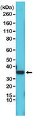 Anti-Cyclin D1 antibody, Rabbit monoclonal recombinant, expressed in HEK 293 cells, clone RM241, purified immunoglobulin
