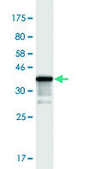 Monoclonal Anti-TIAF1 antibody produced in mouse clone 3B9, purified immunoglobulin