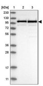 Anti-CPSF2 antibody produced in rabbit Prestige Antibodies® Powered by Atlas Antibodies, affinity isolated antibody, buffered aqueous glycerol solution
