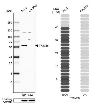 抗-TRIM58 兔抗 Prestige Antibodies&#174; Powered by Atlas Antibodies, affinity isolated antibody, buffered aqueous glycerol solution