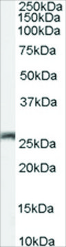 Anti-GJB2/Connexin 26 antibody produced in goat affinity isolated antibody, buffered aqueous solution