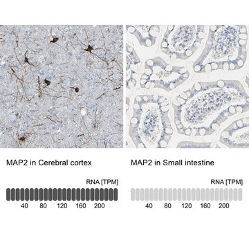 抗 MAP2 兔抗 affinity isolated antibody, buffered aqueous glycerol solution