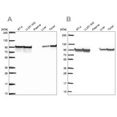 Anti-HSP90AB1 antibody produced in rabbit Prestige Antibodies® Powered by Atlas Antibodies, affinity isolated antibody