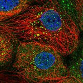 抗-SNX8 兔抗 Prestige Antibodies® Powered by Atlas Antibodies, affinity isolated antibody, buffered aqueous glycerol solution