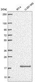 Anti-Rps23 Antibody Produced In Rabbit Prestige Antibodies® Powered by Atlas Antibodies, affinity isolated antibody, buffered aqueous glycerol solution
