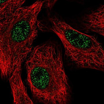 Anti-SETX antibody produced in rabbit Prestige Antibodies&#174; Powered by Atlas Antibodies, affinity isolated antibody