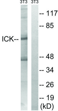 Anti-ICK antibody produced in rabbit affinity isolated antibody