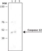抗-兔IgG（全分子）-碱性磷酸酶 兔抗 affinity isolated antibody, buffered aqueous glycerol solution