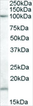 Anti-TEB4/MARCH-VI (AA 701-712) antibody produced in goat affinity isolated antibody, buffered aqueous solution