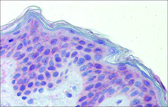 Anti-POLDIP3 antibody produced in rabbit affinity isolated antibody