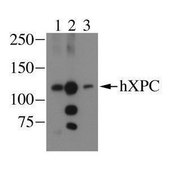 Monoclonal Anti-XPC antibody produced in mouse