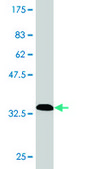 Monoclonal Anti-SMARCB1 antibody produced in mouse clone 3E10, purified immunoglobulin, buffered aqueous solution