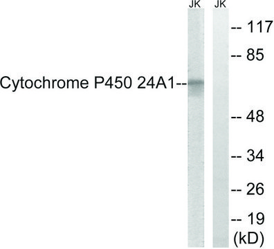 Anti-Cytochrome P450 24A1 antibody produced in rabbit affinity isolated antibody