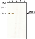 Anti-MSH6 (N-terminal) antibody produced in rabbit IgG fraction of antiserum, buffered aqueous solution