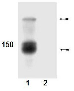 Anti-phospho-Abl (Tyr412) Antibody Upstate&#174;, from rabbit