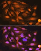 Anti-ISG15 antibody produced in rabbit