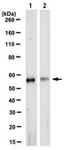 Anti-SHMT Antibody, clone 4D2.1 clone 4D2.1, from mouse