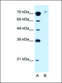 Anti-SLC7A14 antibody produced in rabbit IgG fraction of antiserum