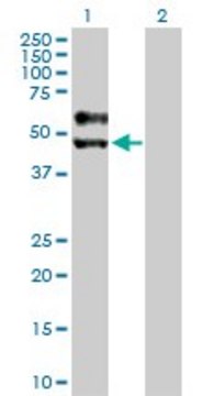 Anti-SIGIRR antibody produced in rabbit purified immunoglobulin, buffered aqueous solution