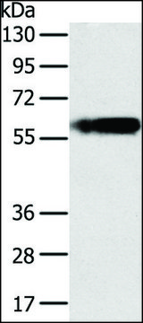 Anti-PLIN1 antibody produced in rabbit affinity isolated antibody